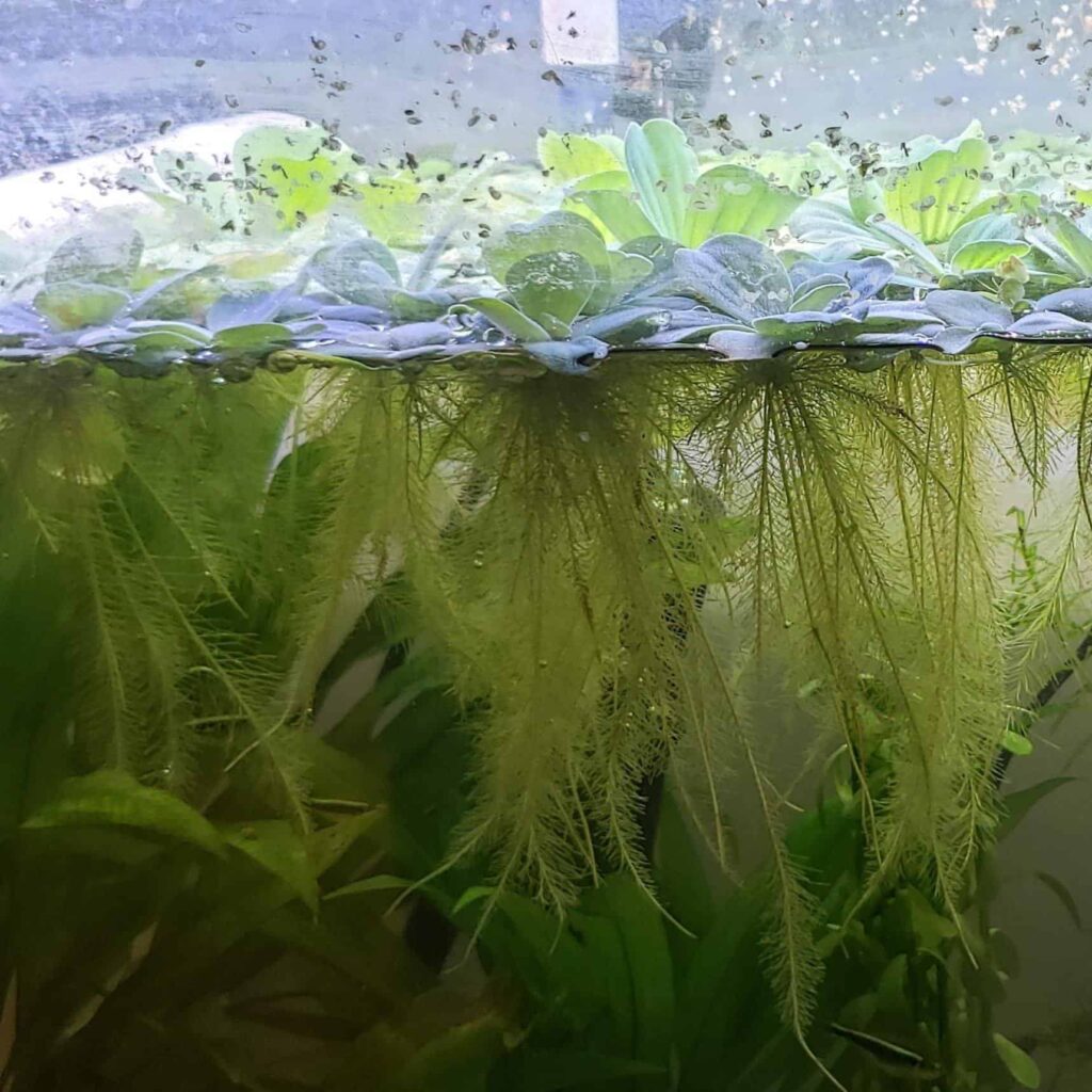 Le radici della lattuga d'acqua - immagine Wind City Aquariums