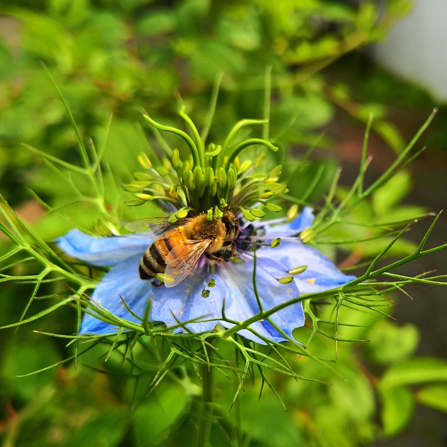 Non dimentichiamo il ruolo della pianta di cumino nero anche per gli insetti pollinatori - immagine RichToldi @Pixabay