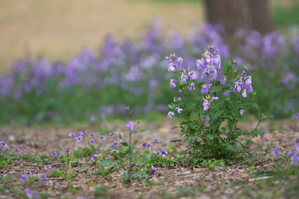 Orychophragmus violaceus tra i candidati per la rivegetazione dopo l'erosione - immagine Maximus Academic Press