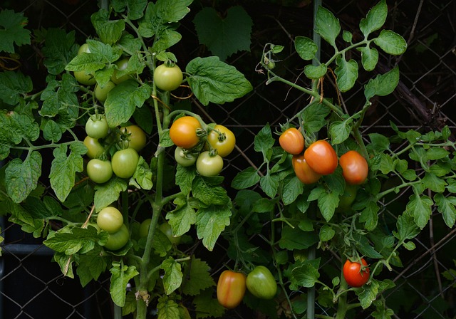 Questa particolare cura dei pomodori è in grado di inattivare il Cadmio all'interno delle piante - immagine congerdesign @Pixabay