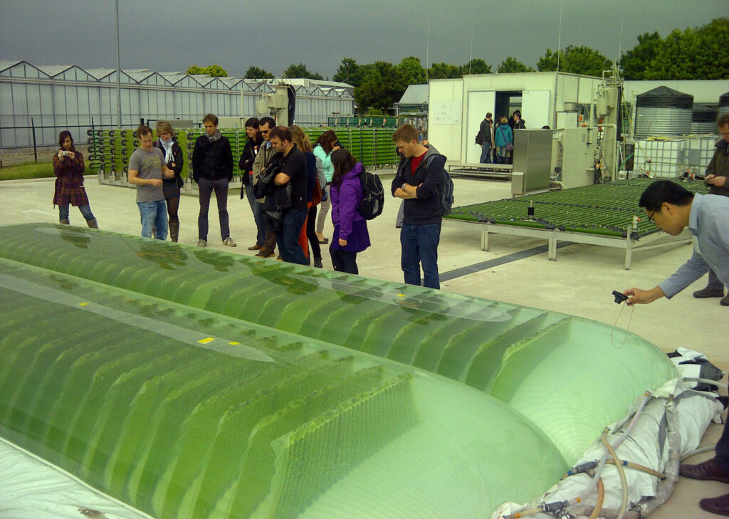 Un tipico fotobioreattore ad alghe per purificare l'acqua - immagine WUR