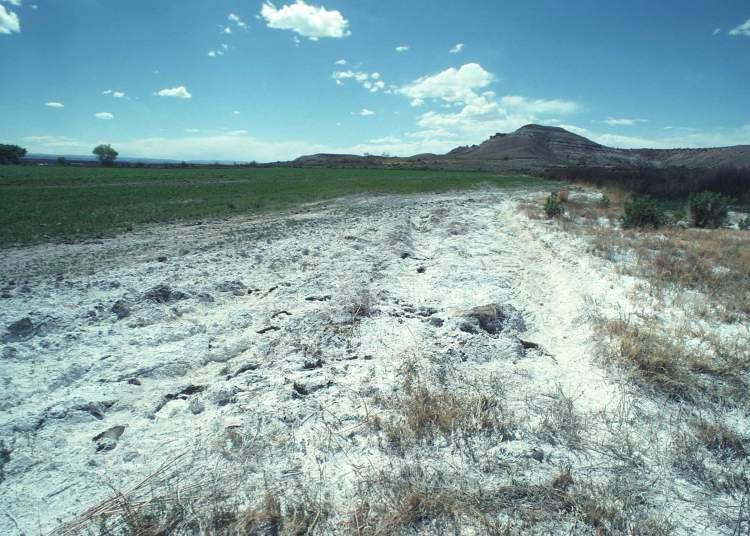 Un tipico suolo salino-alcalino - immagine Agri Learner
