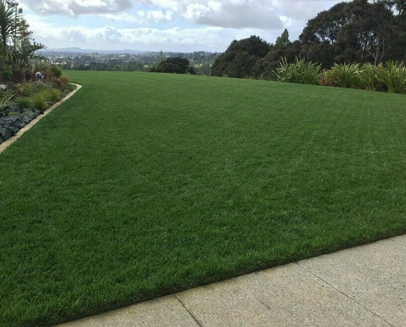 Una rivegetazione con Festuca arundinacea - immagine New Zealand Lawn Addicts