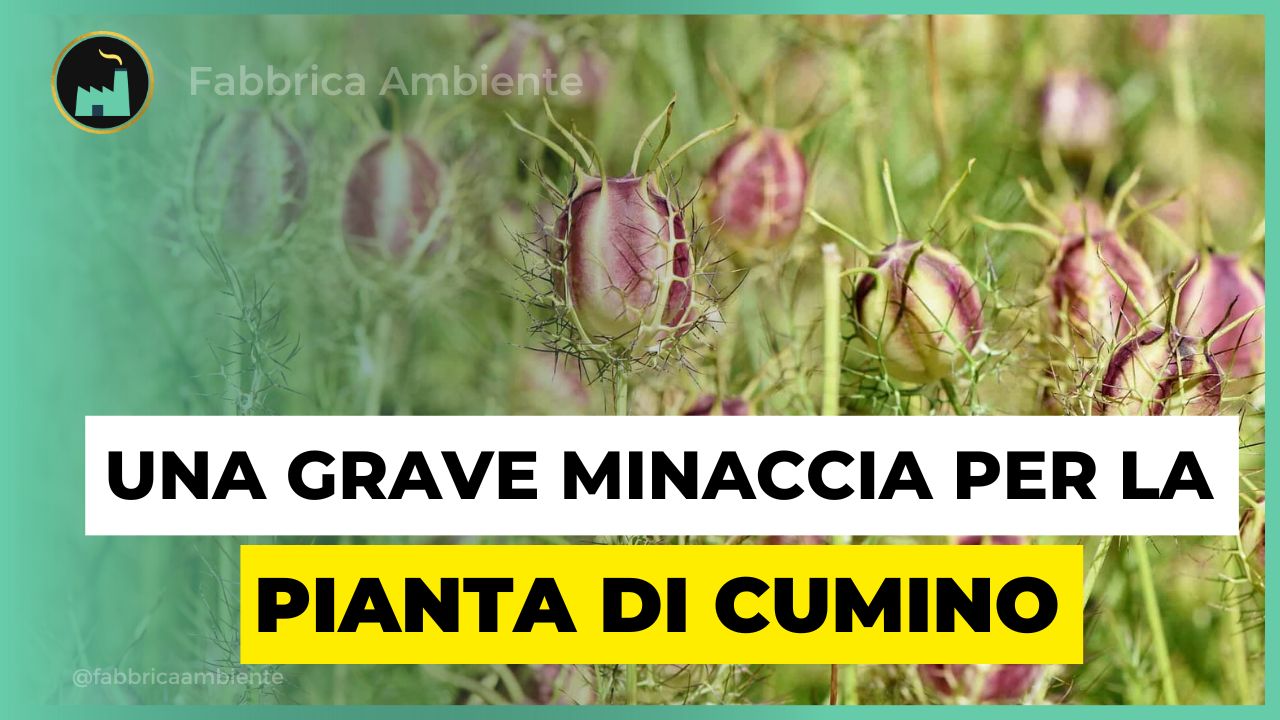 Salvare la pianta di cumino nero da un grave rischio