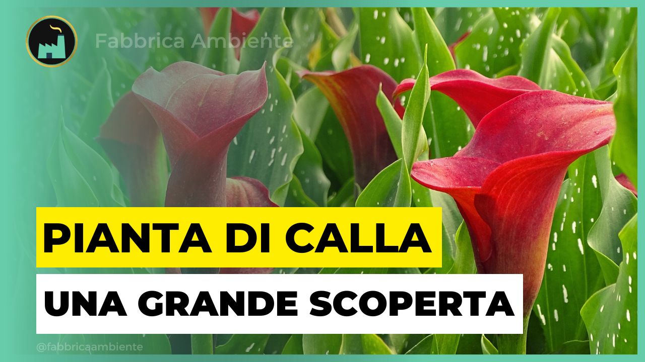 Pianta della Calla una grande scoperta per risolvere un enorme problema ambientale