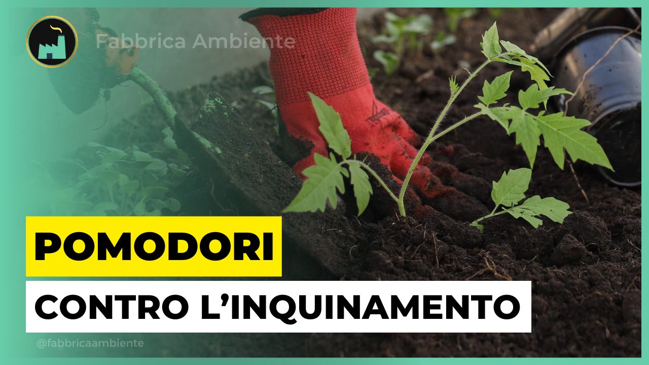 Una speciale cura dei pomodori per proteggere l'ambiente dall'inquinamento