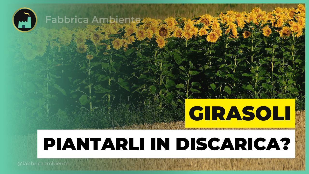 Piantare girasoli per risolvere molti problemi legati alla presenza delle discariche di rifiuti