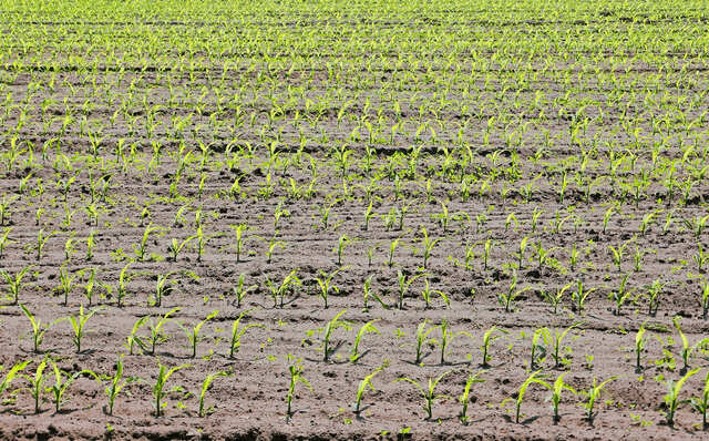 L'agricoltura non facile sui suoli sabbiosi come quelli della Striscia di Gaza - immagine hpgruesen @Pixabay