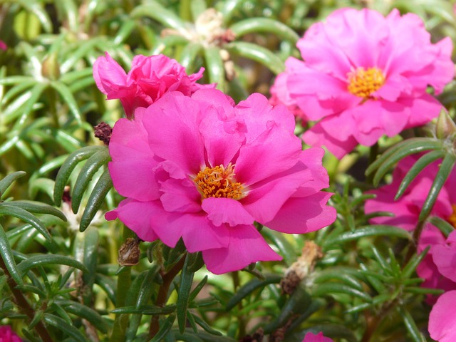 Alcuni enzimi interni alla pianta di Portulaca sono responsabili del buon risultato - immagine Hans @Pixabay