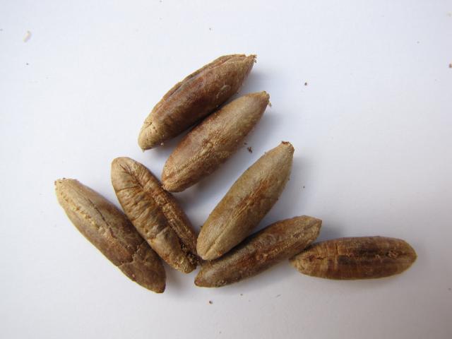 Anche i semi di dattero sono un buon ingrediente per fare il Biochar assorbente - immagine Feedipedia