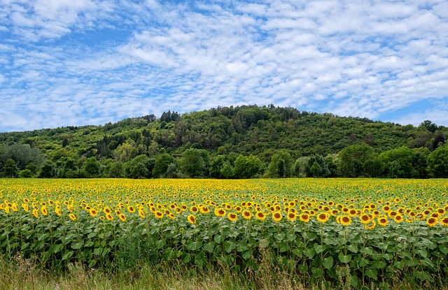 Bisogna piantare girasoli in modo diverso per ottenere il risultato migliore per il caso specifico - immagine Bru-nO @Pixabay