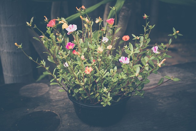 E' possibile coltivare la Portulaca grandiflora in modo molto vario e questo diventa un vantaggio per il suo uso contro l'inquinamento - immagine Rattakarn @Pixabay