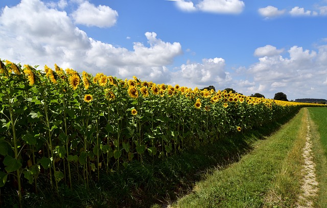 Girasoli grandi alleati per combattere l'inquinamento ambientale - immagine ulleo @Pixabay