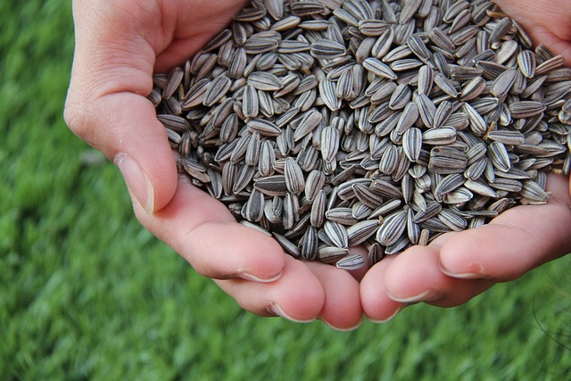 I semi dei girasoli possono essere valorizzati anche dopo l'assorbimento degli inquinanti da parte della pianta - immagine nonnatthapat @Pixabay