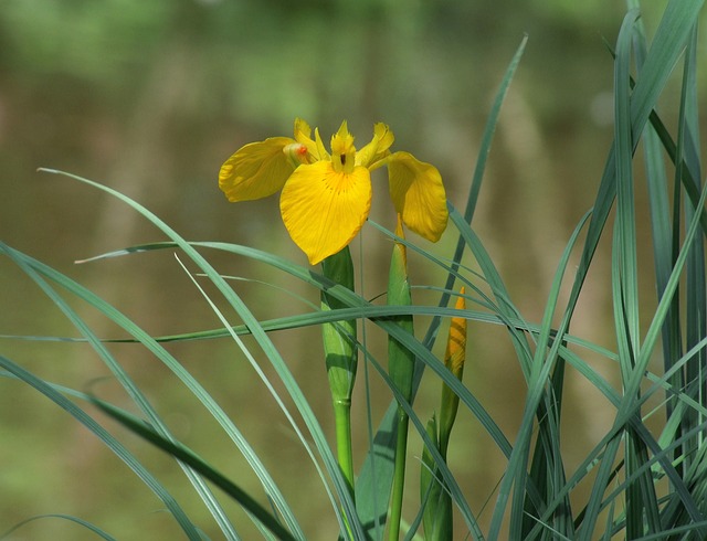 Iris pseudacorus come strumento per fare da barriera a diversi inquinanti acquatici - immagine Elstef @Pixabay