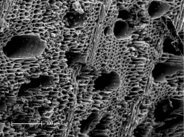 La struttura microscopica del Biochar - immagine Martina Glodowska @ResearchGate