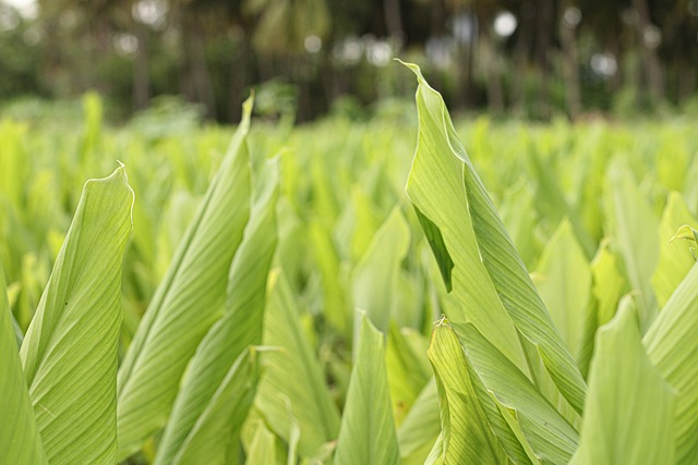 Ogni parte della pianta di curcuma può rientrare nella biomassa assorbente - immagine GSG_03 @Pixabay