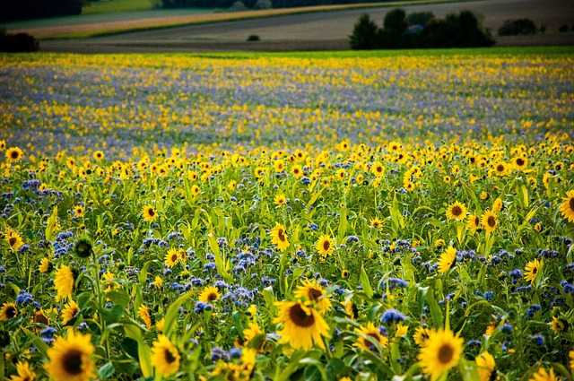 Piantare girasoli per diversi scopi ambientali - immagine Manuel-H @Pixabay