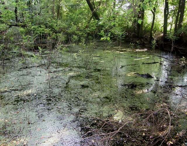 Quando le lenticchie d'acqua colonizzano l'ambiente - immagine Enrico Romani @ActaPlantarum