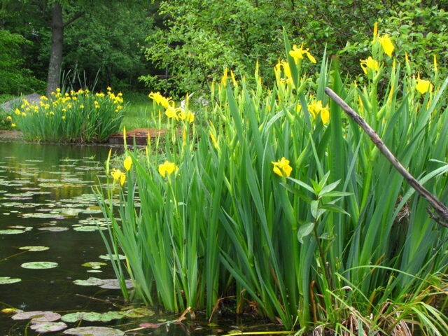 Si possono creare più barriere, sia galleggianti che fisse - immagine Wisconsin Wetlands Association