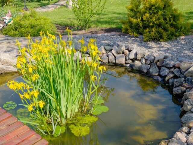 Un esempio di barriera naturale basata sulle capacità dell'Iris pseudacorus - immagine Gardening Know How