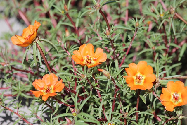 Un fito-tunnel ripieno di piante di Portulaca grandiflora fa da filtro per molti inquinanti tipici degli effluenti dell'industria tessile - immagine zoosnow @Pixabay