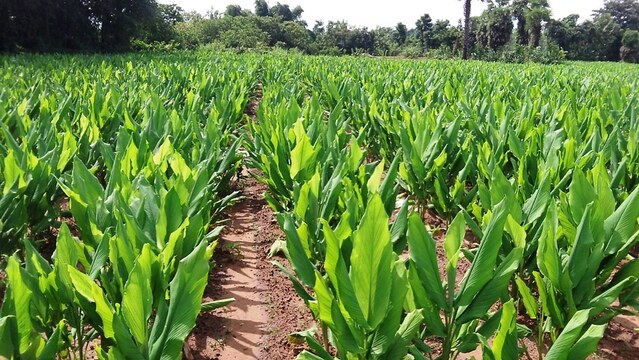 Una soluzione molto importante per le zone del mondo dove la curcuma cresce bene - immagine Agri Farming