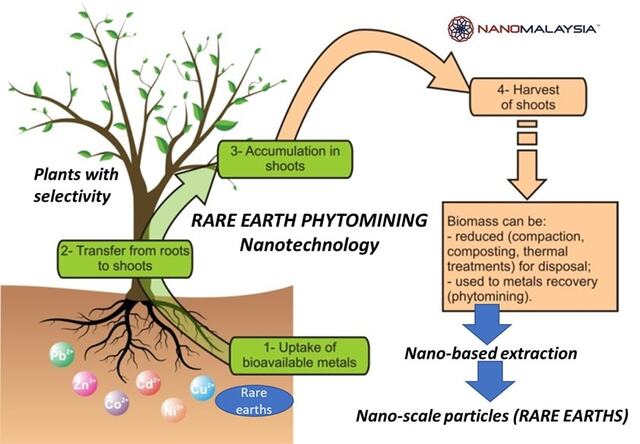 Uno schema del recupero dei metalli rari grazie all'uso di specifiche piante in grado di assorbirli - immagine Agro Science Blog @Facebook