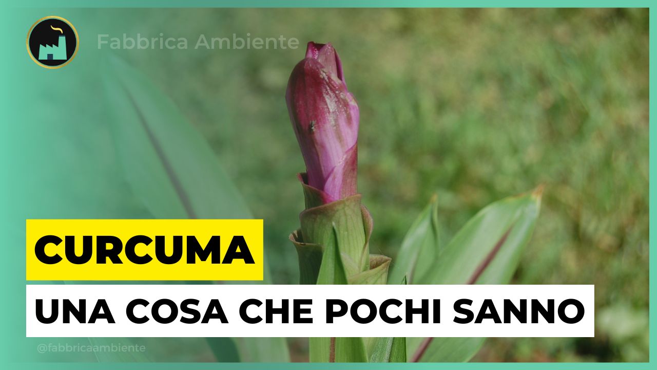 Proprietà della curcuma utili anche per l'ambiente