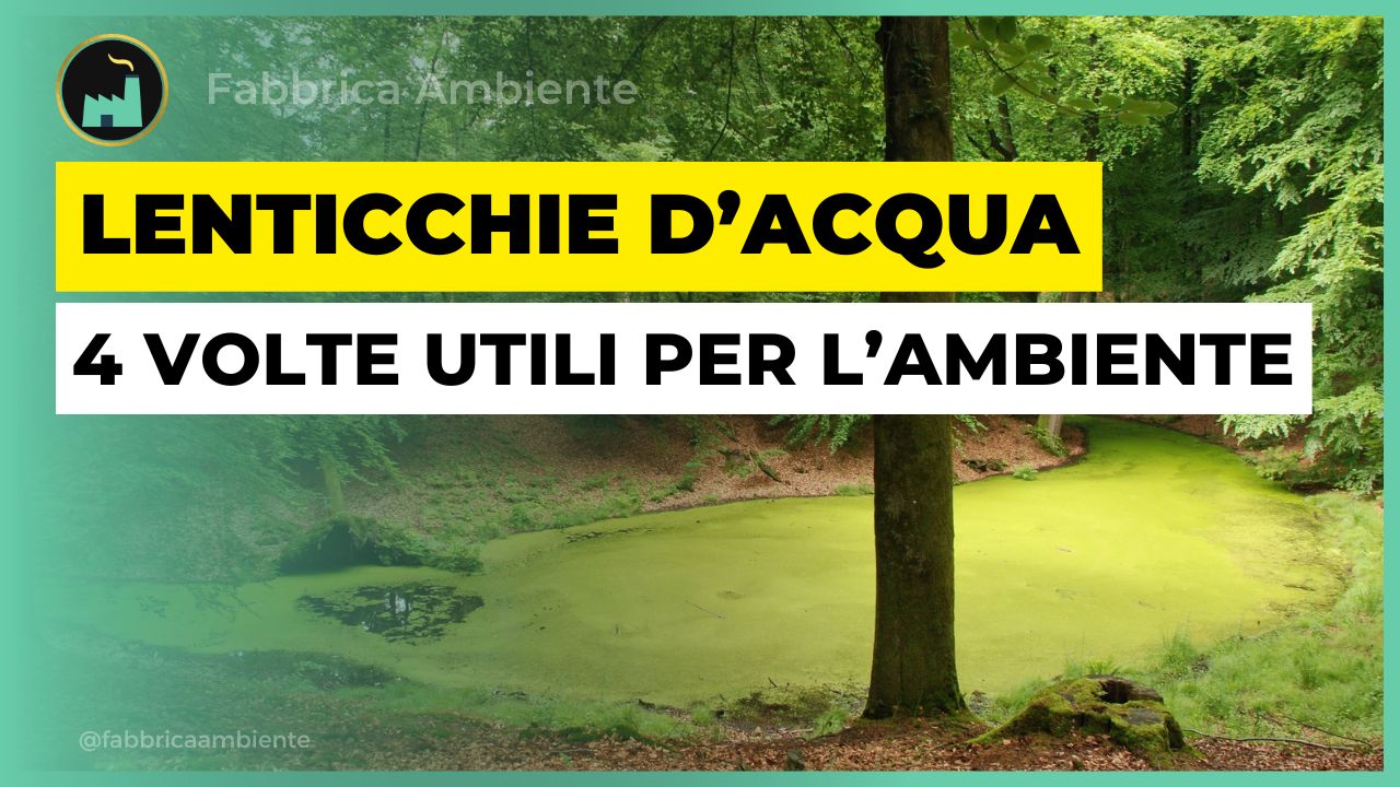 Lenticchie d'acqua per ridurre l'inquinamento da ben 4 metalli presenti nello stesso momento