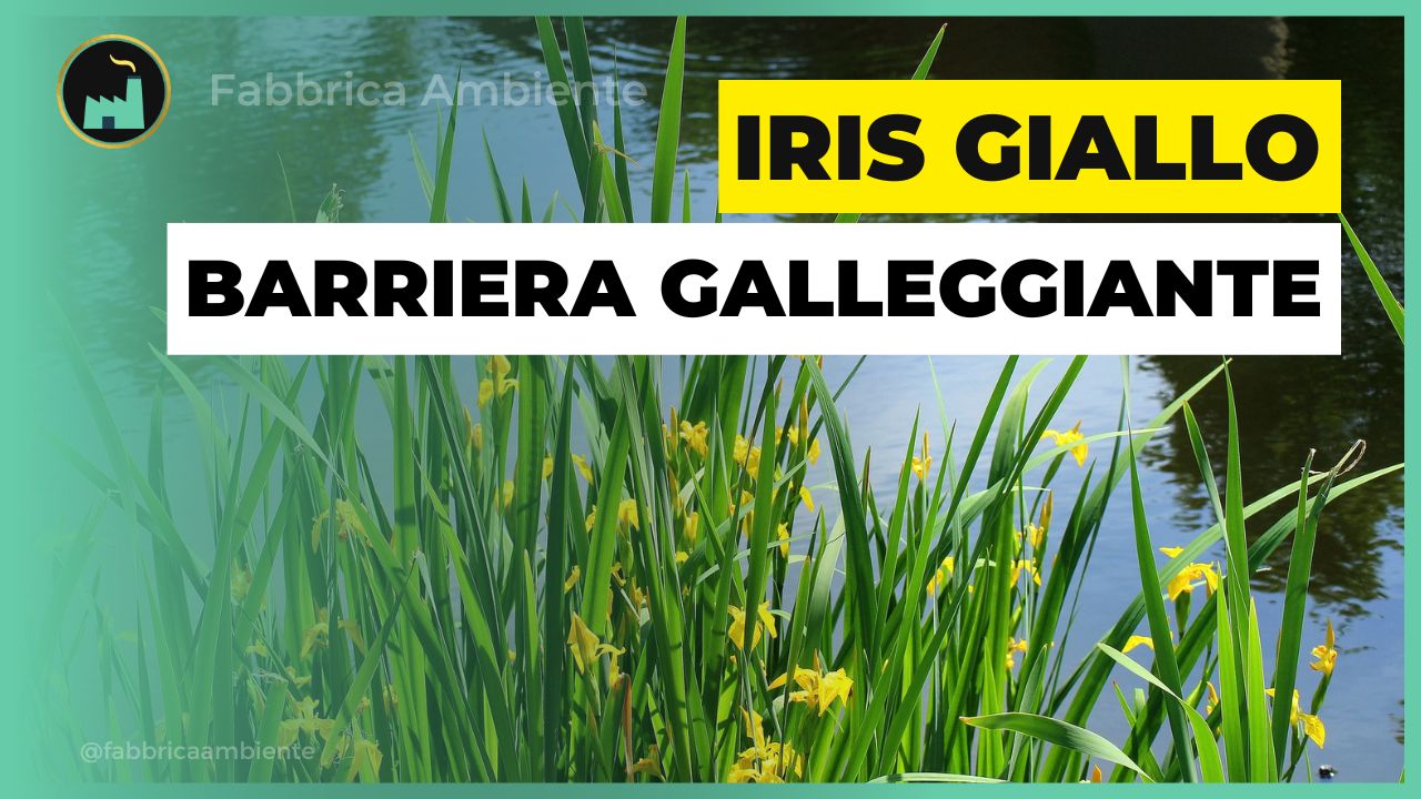 Iris pseudacorus un ottimo strumento naturale per assorbire l'inquinamento delle acque