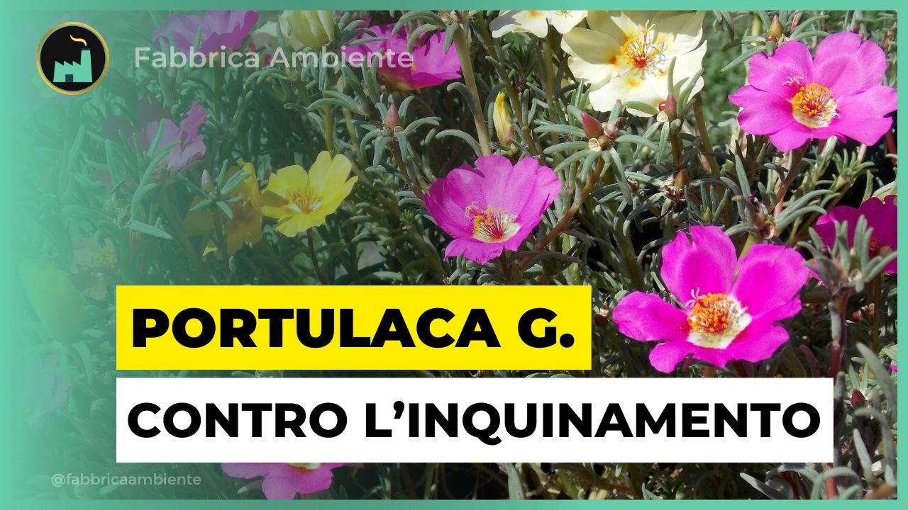 Portulaca grandiflora un vero tuttofare contro l'inquinamento ambientale