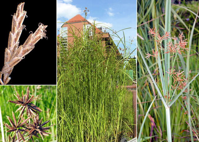 Anche il Cyperus longus fa parte del gruppo di piante acquatiche con ottime proprietà anti-inquinamento - immagine UniTS