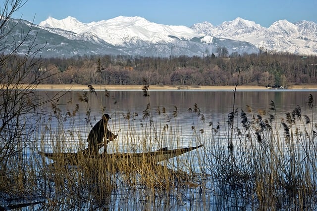 Anche la Phragmites australis fa parte del gruppo di piante acquatiche da considerare - immagine Camera-man @Pixabay