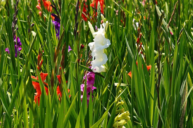 I gladioli possono diventare un'ottima barriera alla diffusione di cadmio e piombo - immagine Alexas_Fotos @Pixabay