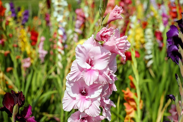 I gladioli possono essere molto utili per l'ambiente - immagine Couleur @ Pixabay