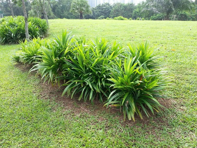 Il Pandanus amaryllifolius, altra pianta utile in questi casi - immagine Riverine Parks