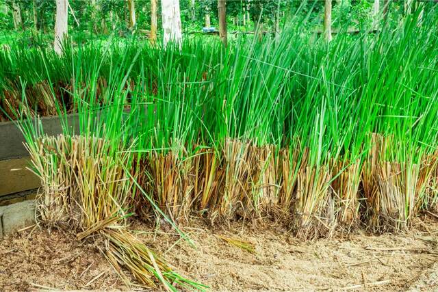 Il Vetiver è molto utile per ripristinare le aree dopo l'estrazione di terre rare - immagine Alchimia Soap