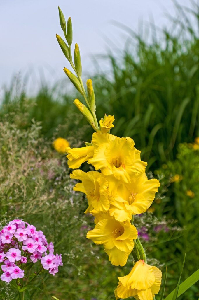 Il caso dei gladioli fa riflettere sulla possibilità di adattare la soluzione ad altre piante floreali - immagine NickyPe @Pixabay