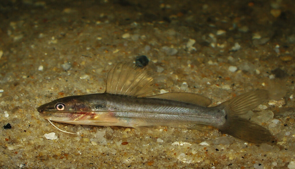 Il pesce gatto del Sudamerica, indicatore biologico per la ciprofloxacina - immagine Edson Roberto Ribeiro da Silva @Flickr