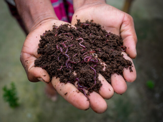 Il vermicompost è un additivo essenziale in questo caso - immagine Native Nurseries