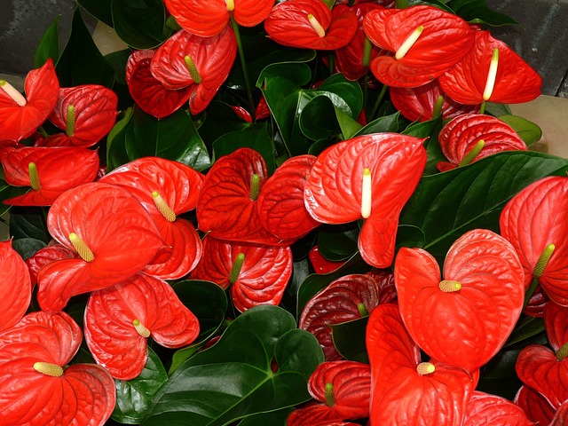 L'Anthurium è uno dei fiori che entra far parte di questo depuratore di acque reflue - immagine falco @Pixabay