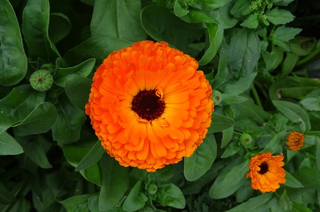 La Calendula è ottima per contrastare l'inquinamento da rame - immagine sarangib @Pixabay