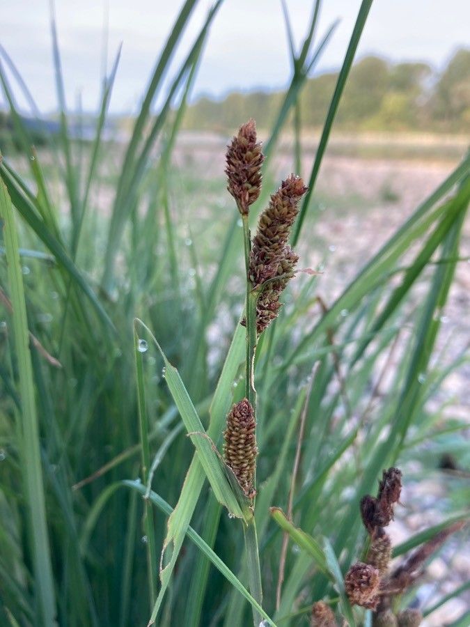 La Carex riparia, una pianta particolarmente utile per lo scopo - immagine Plantnet Identify