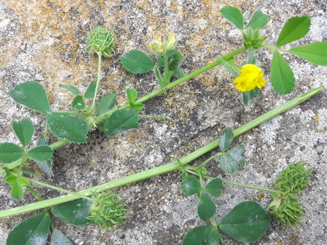 La Medicago truncatula è ottima per rivegetare una zona in precedenza sottoposta ad estrazione di terre rare - immagine Observation.org