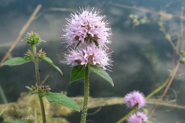 La Mentha aquatica è un'altra pianta di quelle che possono avere un buon ruolo contro l'inquinamento da metalli e metalloidi - immagine Gardenia.net
