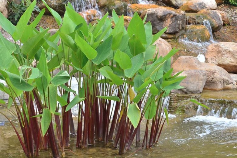 La Thalia geniculata, pianta acquatica con una particolare e specifica funzione anti-eutrofizzazione - immagine Gardenia.net