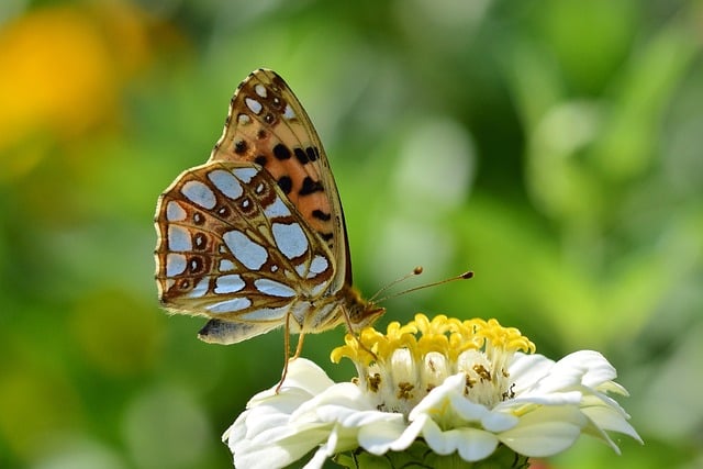 La zinnia ottima anche per gli insetti pollinatori - immagine jggrz @Pixabay