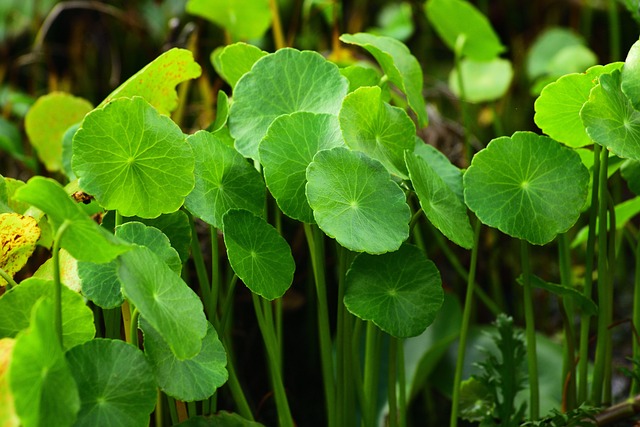 Le piante acquatiche possono essere aiutate molto dai rizobatteri - immagine Focusonpc @Pixabay