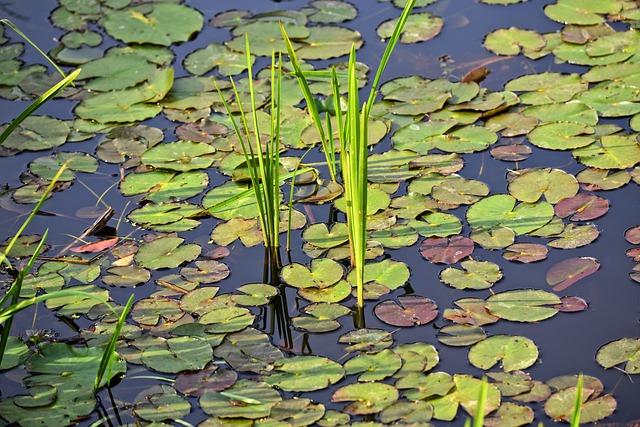 Le piante acquatiche sono ottime per contrastare l'inquinamento da scarichi industriali - immagine MabelAmber @Pixabay